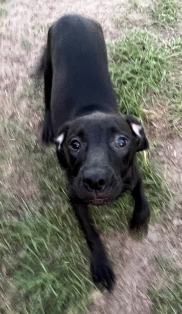 Dolly
