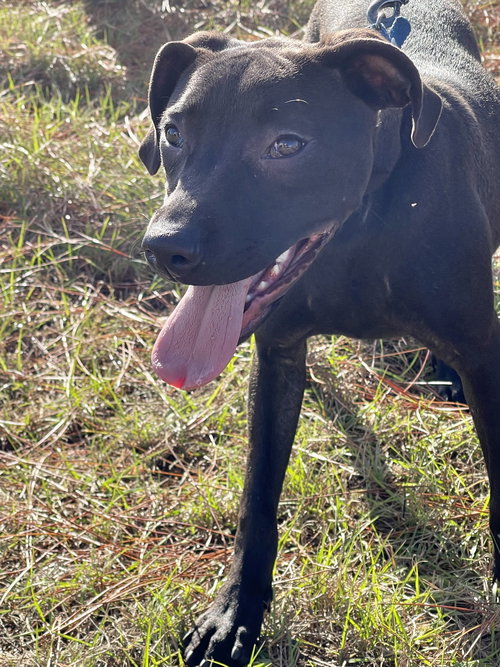 DOLLY - Labrador Retriever available for adoption