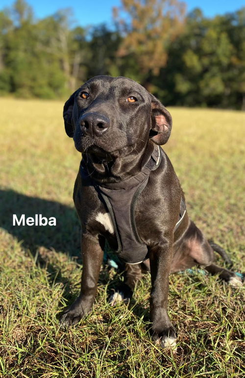 Melba