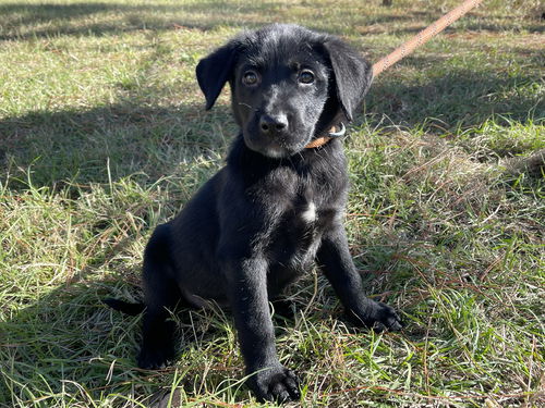 Molly
