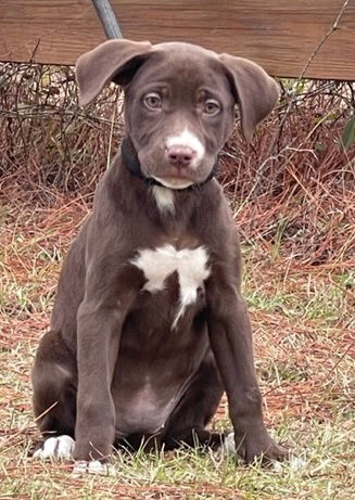 Dixie