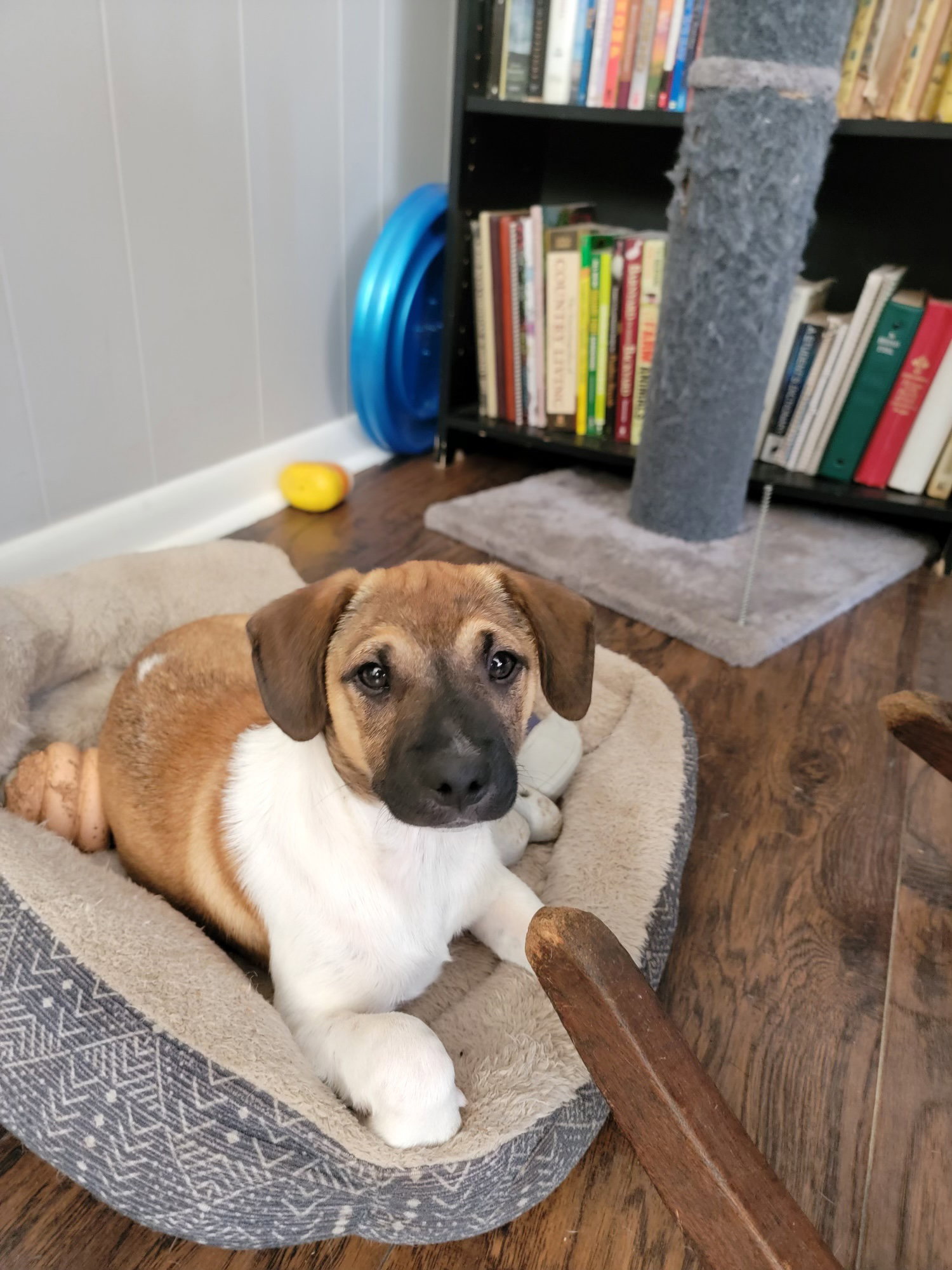 Dog for Adoption John, a Terrier in Dublin, GA Alpha Paw