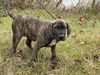 Jethro