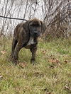 Jethro