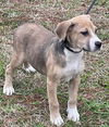 Pippin