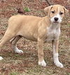 Portia