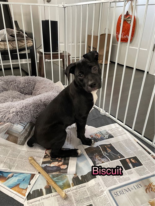 Biscuit