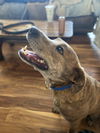 Louie