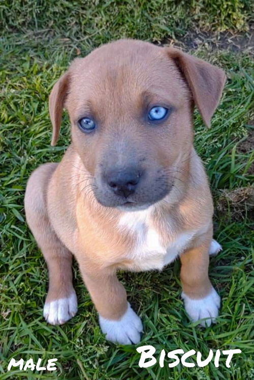 Biscuit