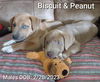 Biscuit