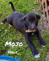 Mojo