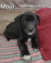 Mojo