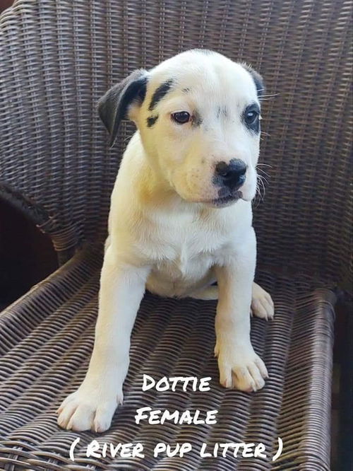 Dottie