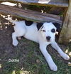 Dottie