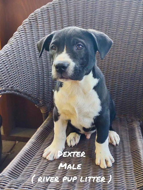 Dexter