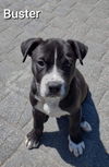 Buster