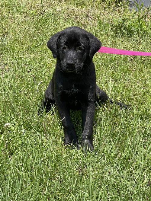 Roxie