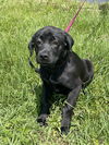 Roxie