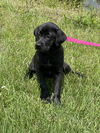 Roxie