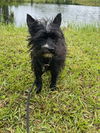 Millie