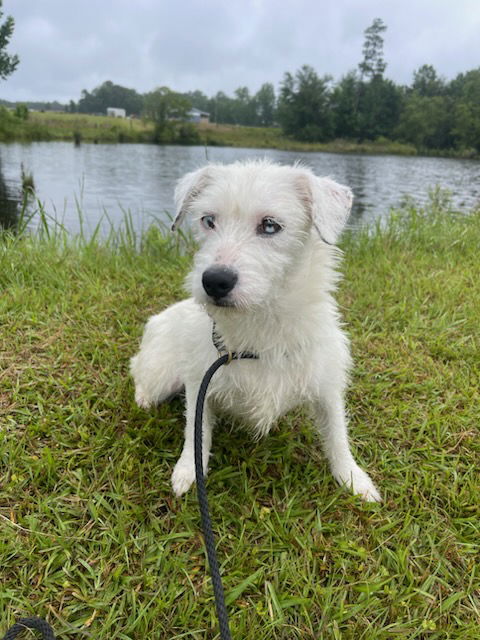 Willow