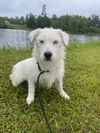 Willow