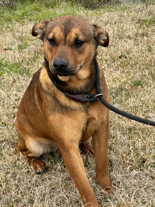 TABI - Shepherd available for adoption