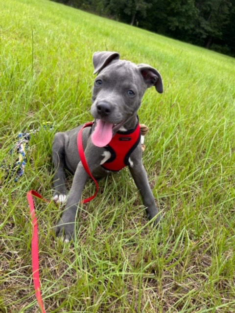 Dooley