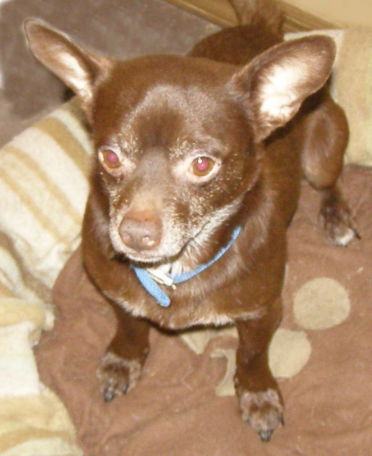 Brownie