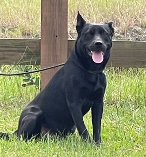 Brisco