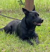 Brisco