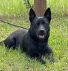 Brisco