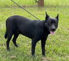 Brisco