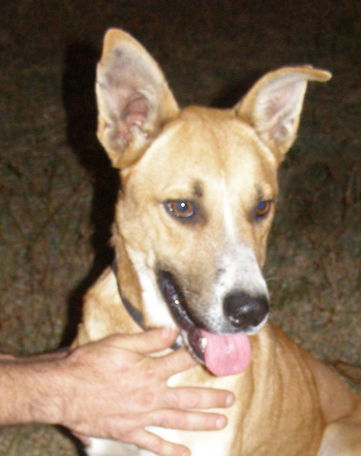 Shep