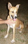 Shep