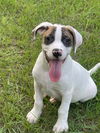 Scout