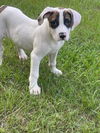 Scout