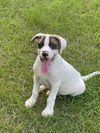 Scout