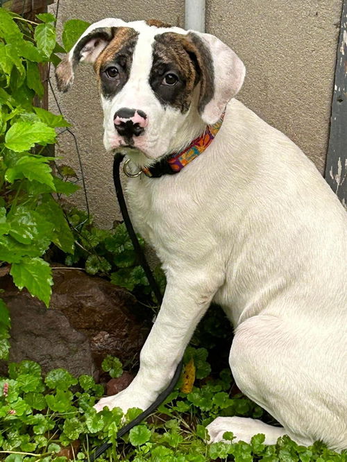 Scout