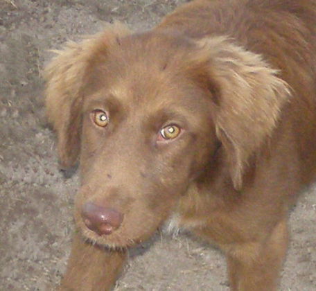 Winston