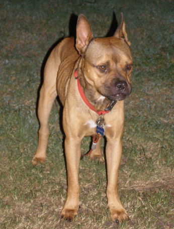 Bruno