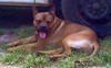 Bruno