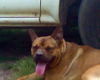 Bruno