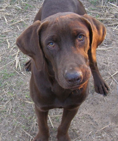 Fritz