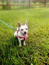 Prissy