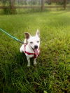 Prissy