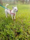Prissy