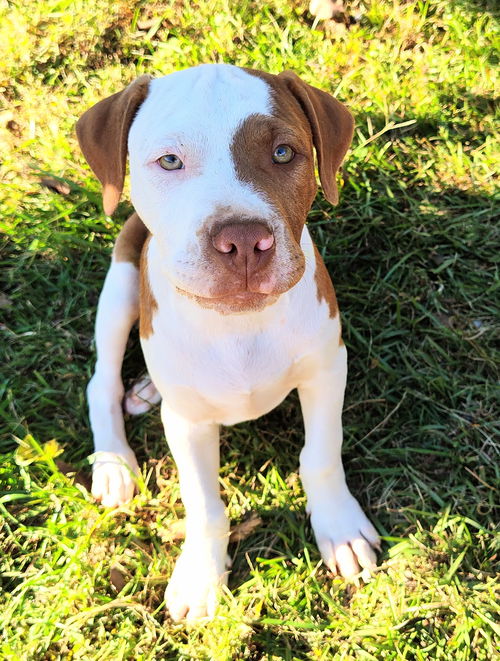 Bo