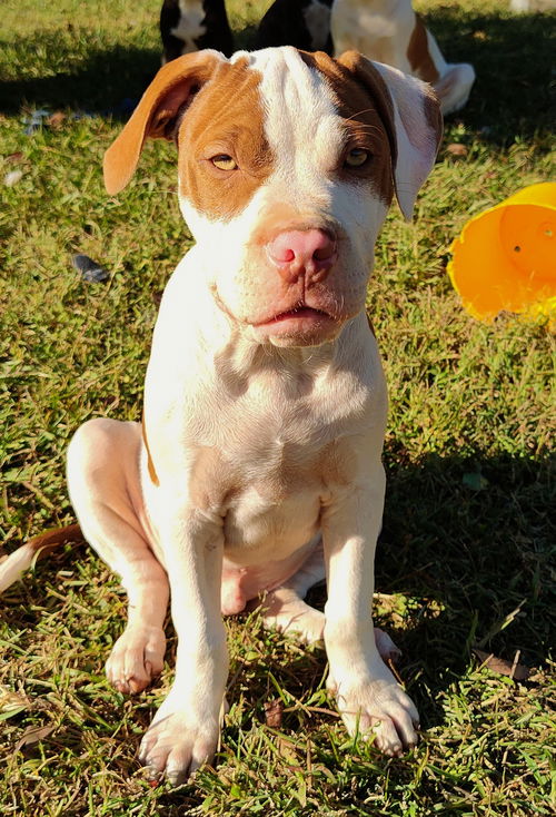 Buster