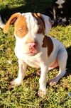 Buster